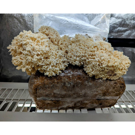 Coral Tooth Mushroom Hericium coralloides