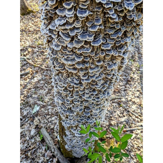 Turkey Tail Mushroom Trametes versicolor