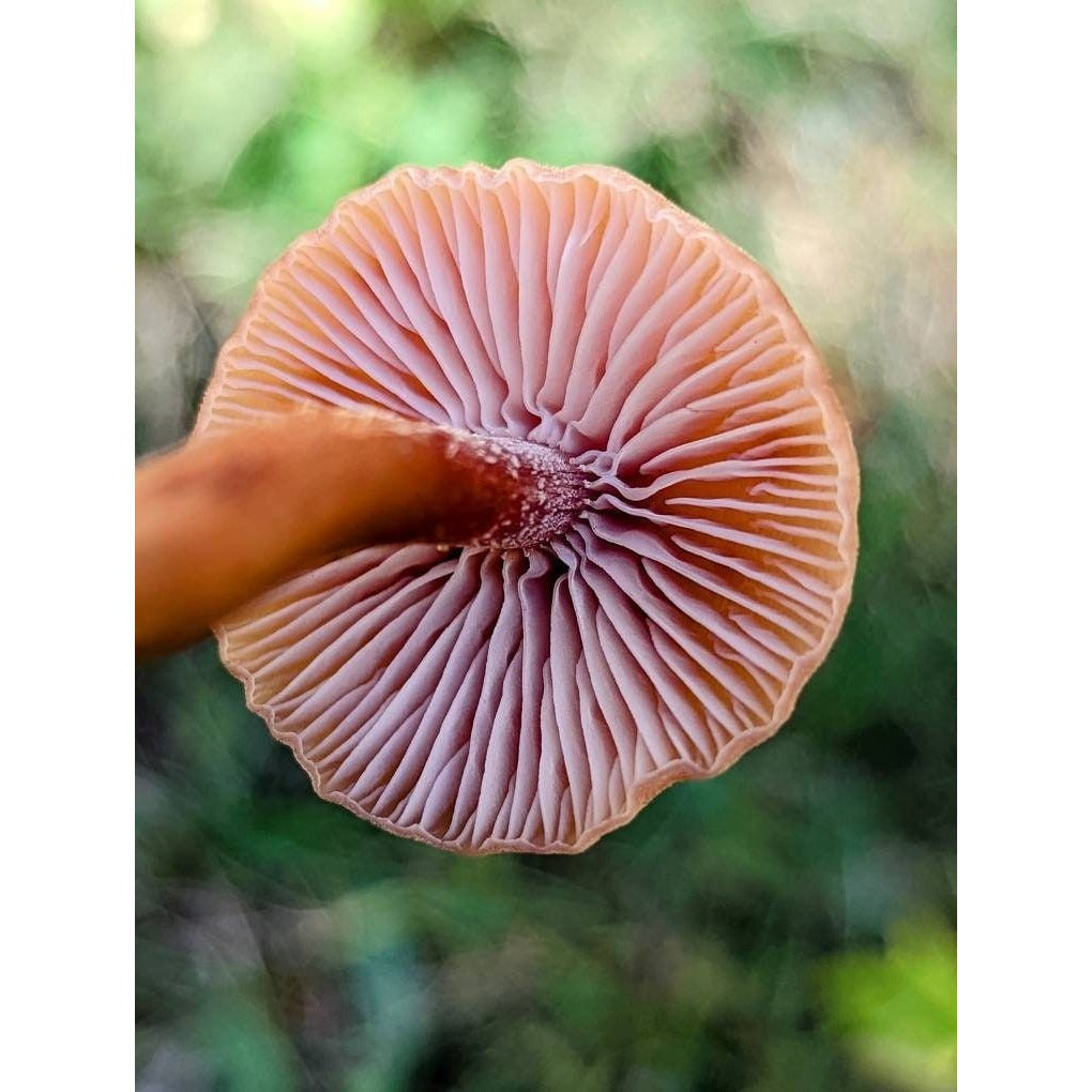 The Deceiver Mushroom Laccaria laccata