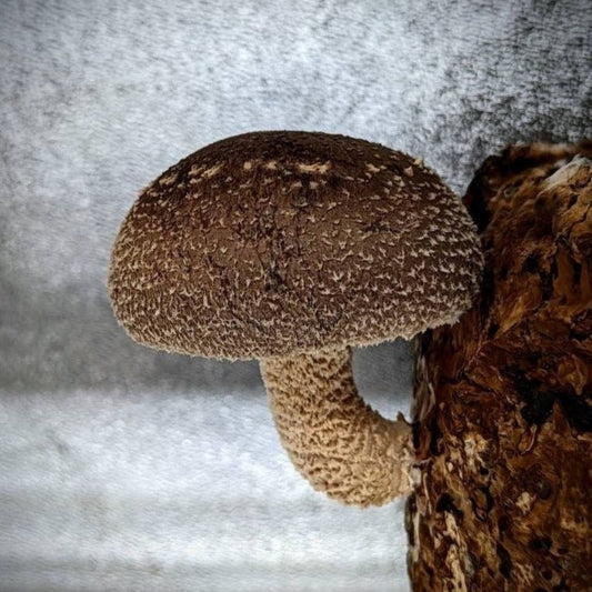 Shiitake NV1422 Lentinula edodes