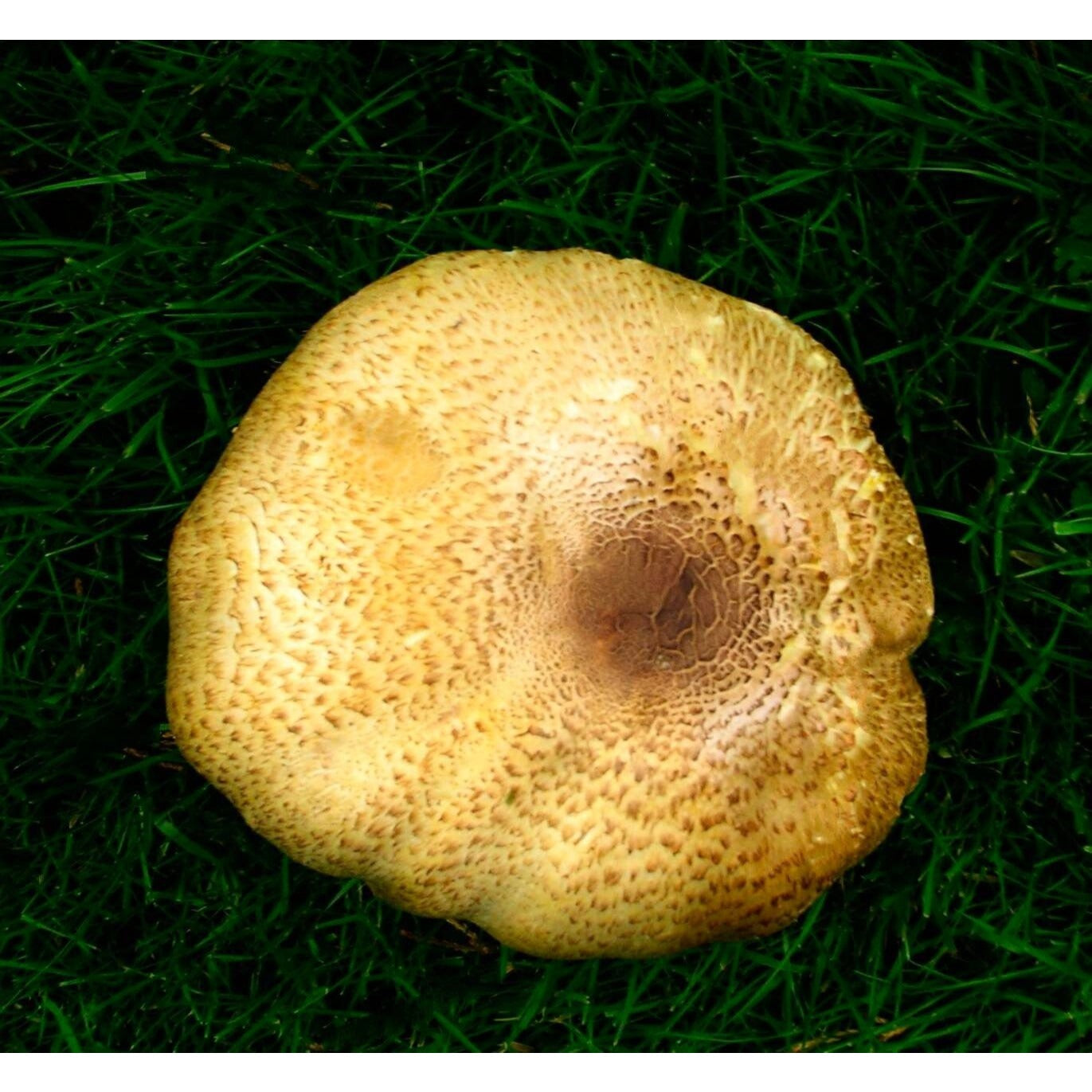 The Prince Mushroom Agaricus augustus