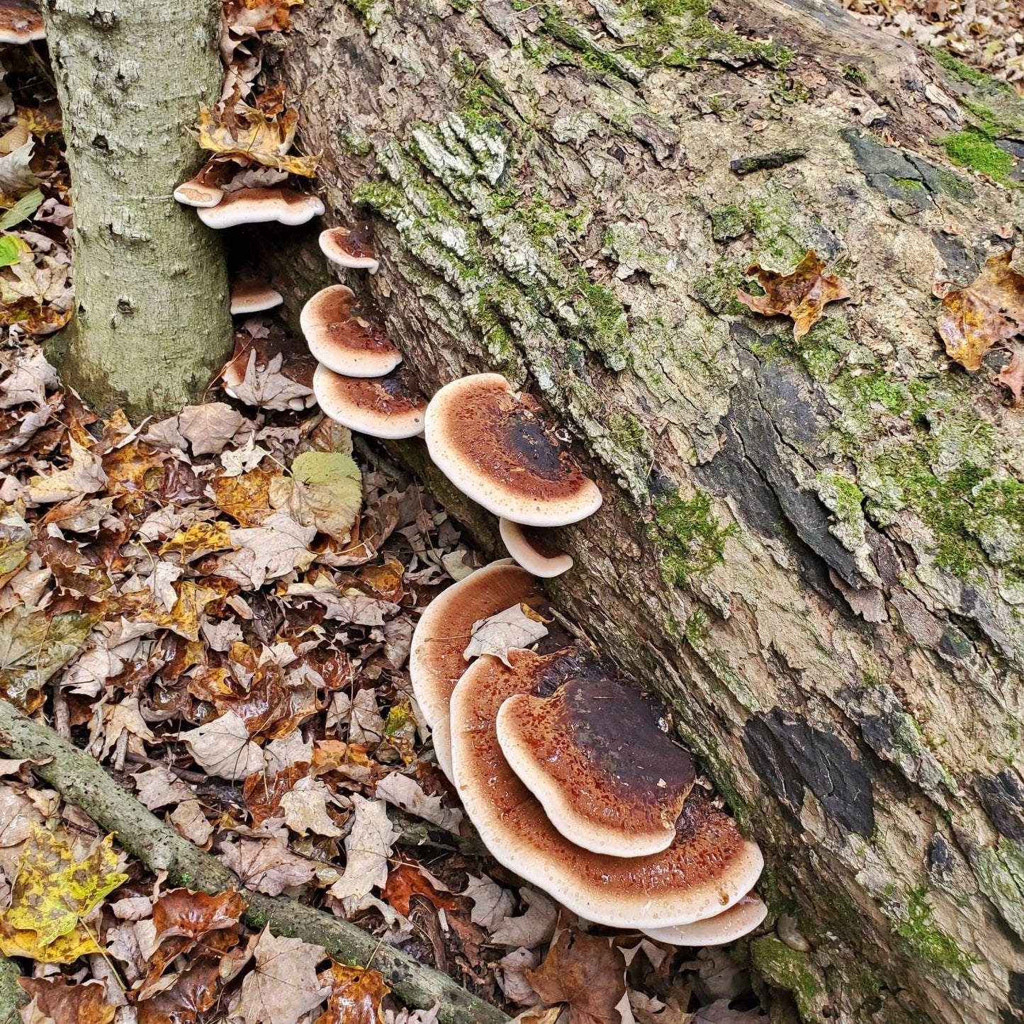 Resinous Polypore Mushroom Ischnoderma resinosum