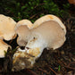 Hedgehog Mushroom Hydnum repandum