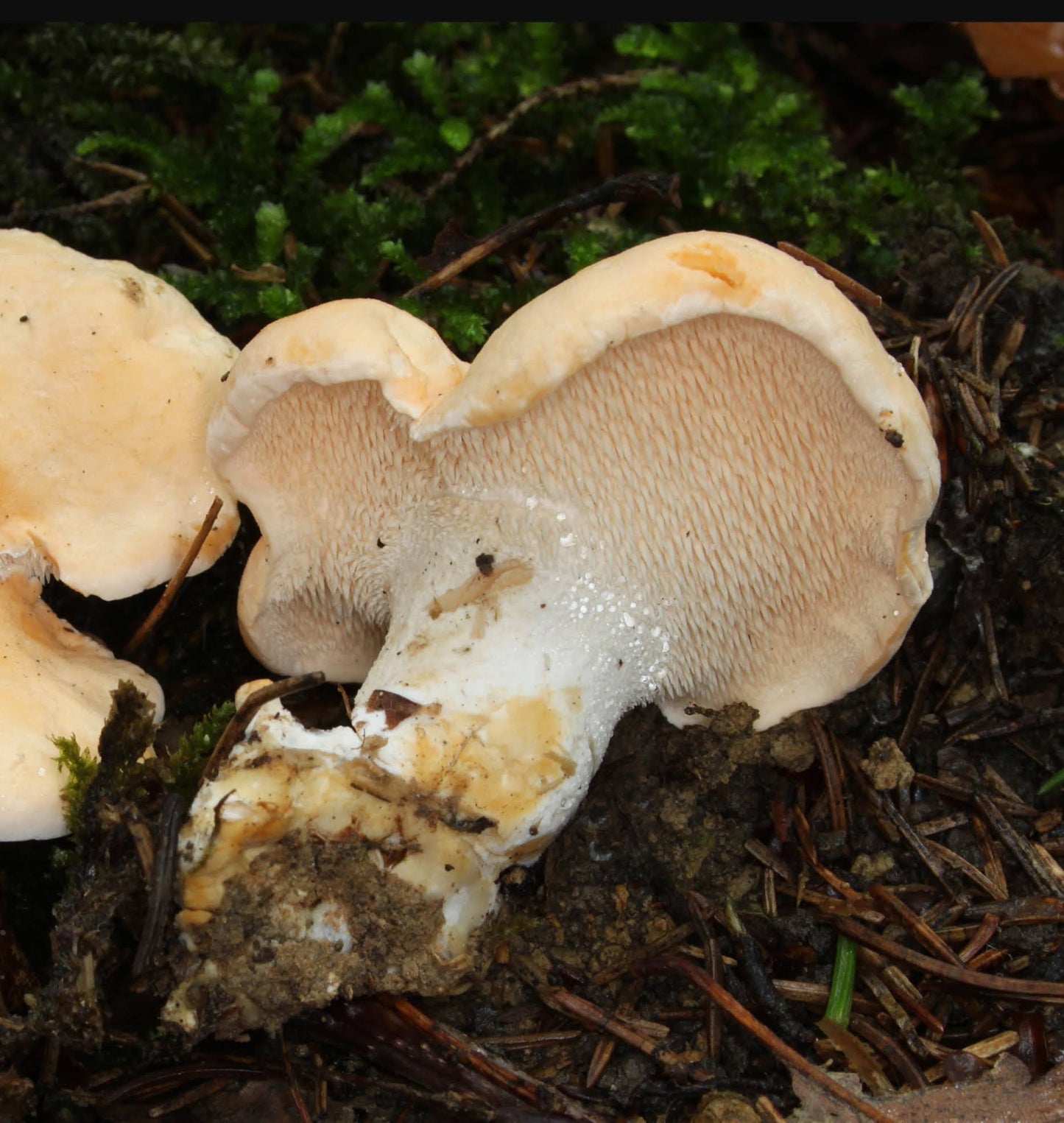 Hedgehog Mushroom Hydnum repandum