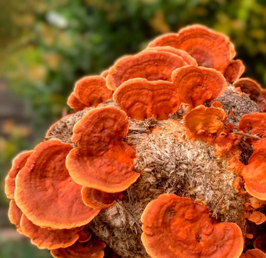 Blood Red Bracket Trametes sanguinea Pycnoporus sanguineus