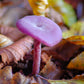 Amethyst Deceiver Laccaria amethystina