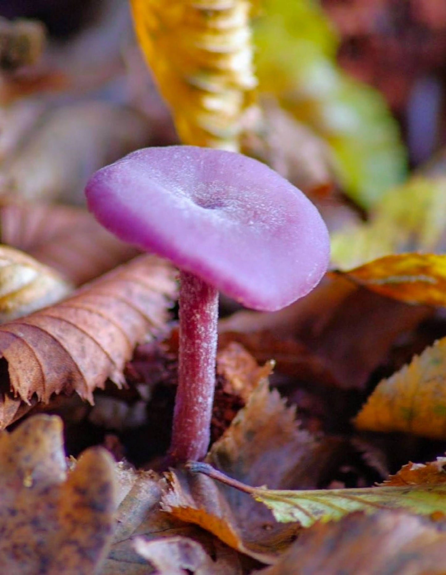 Amethyst Deceiver Laccaria amethystina