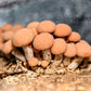 Wrinkled Peach Mushroom Rhodotus palmatus