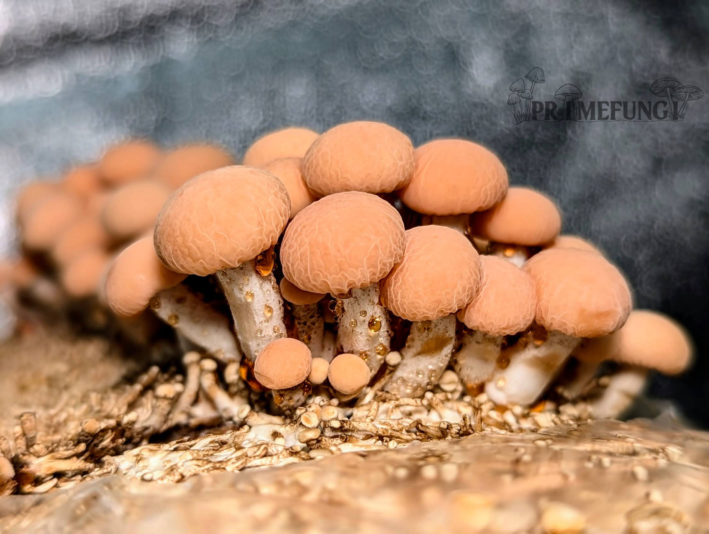 Wrinkled Peach Mushroom Rhodotus palmatus