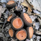 Rubber Cup Mushroom Trichaleurina javanica