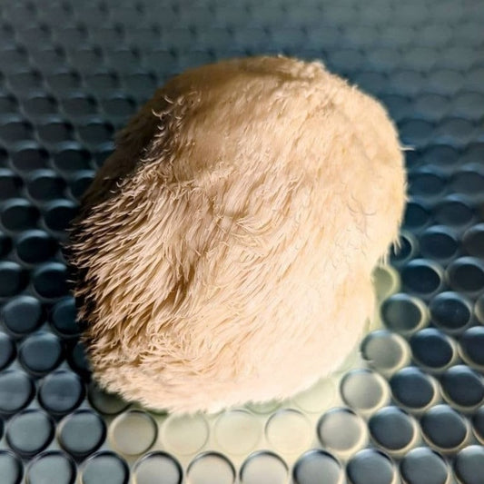 Lions Mane Mushroom, Little Lion Hericium erinaceus