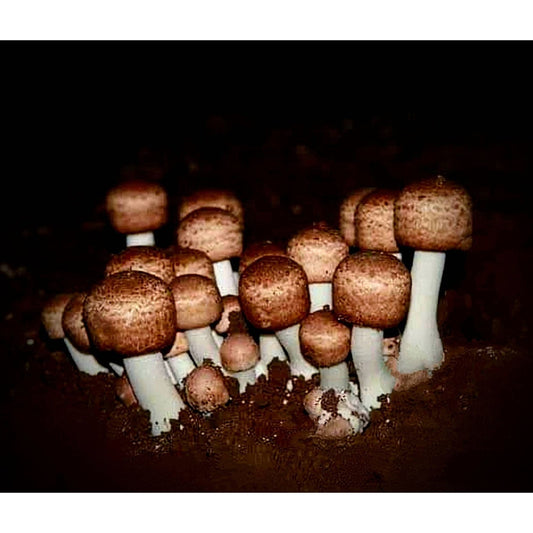 ABM Mushroom Agaricus Blazei Murrill