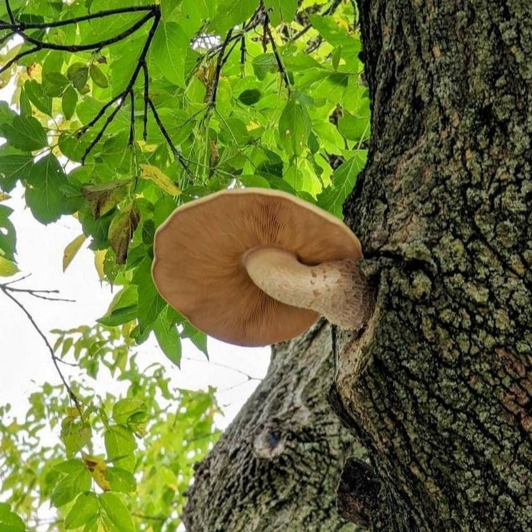 White Elm Leech Mushroom Hypsizygus ulmarius