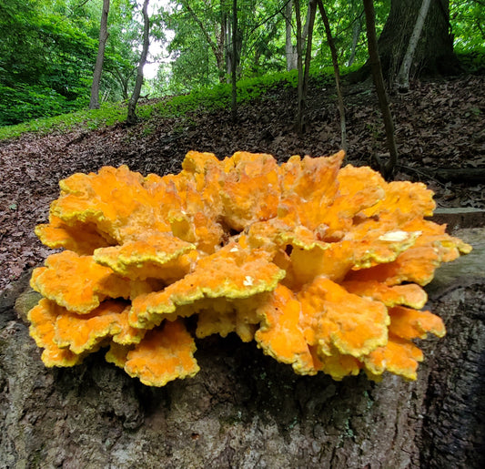 Chicken Of The Woods Laetiporus conifericola