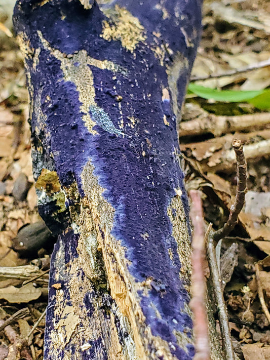 Cobalt Crust Terana caerulea