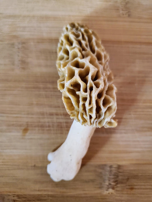 Yellow Morel Morchella esculenta