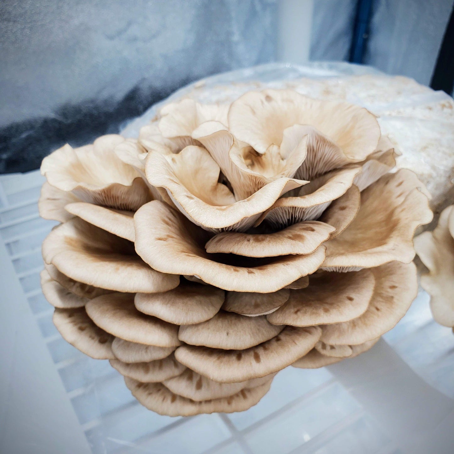 Arizona Oyster Mushroom Pleurotus pulmonarius