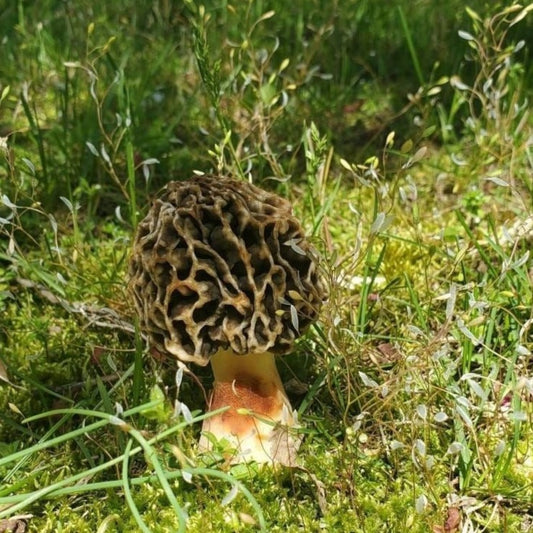 Black Morel Mushroom Morchella importuna