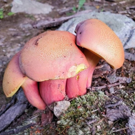 Ruby Porcini Mushroom Boletus rubriceps