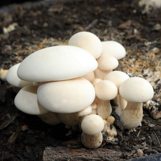 Milky Mushroom Calocybe indica