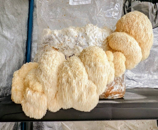 Lions Mane Mushroom Hericium erinaceus