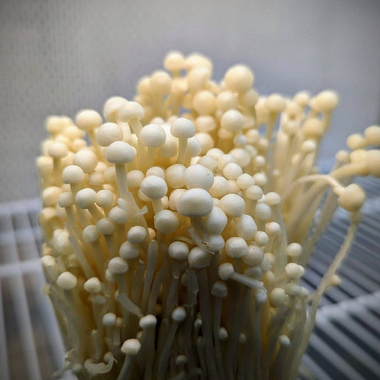 White Enoki Mushroom Flammulina filiformis