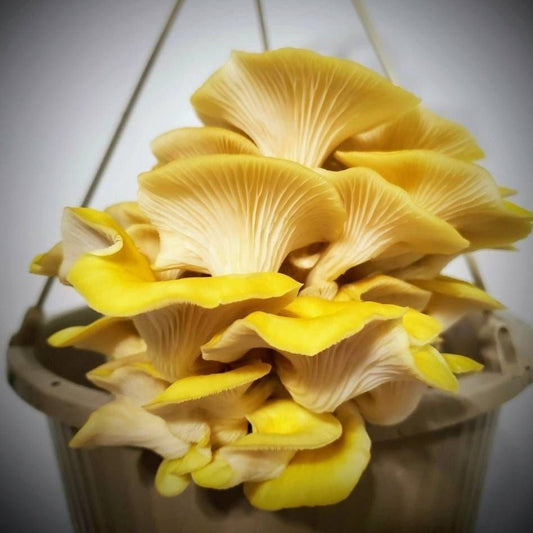 Yellow Oyster Mushroom Pleurotus citrinopileatus