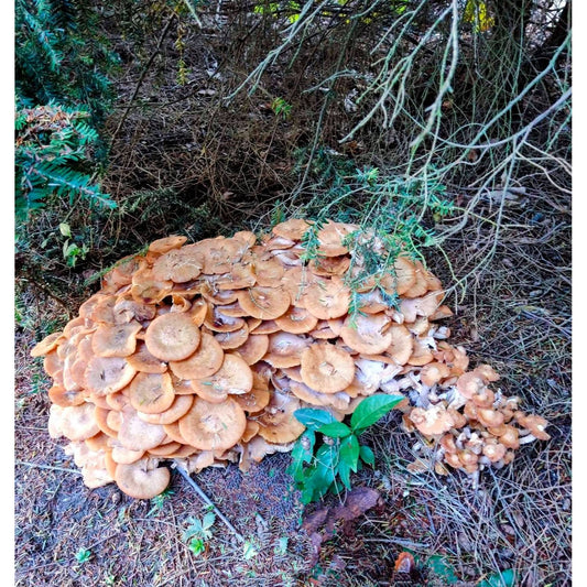 Ringless Honey Mushroom Desarmillaria caespitosa