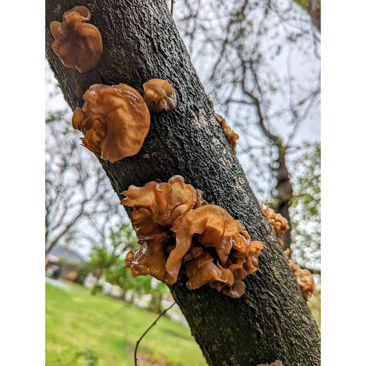 Tropical Wood Ear Auricularia fuscosuccinea