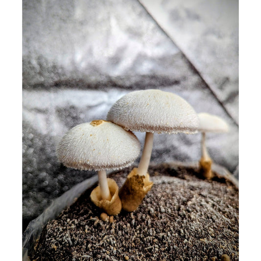 Silky Rosegill Mushroom Volvariella bombycina