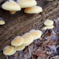 Orange Mock Oyster mushroom Phyllotopsis nidulans