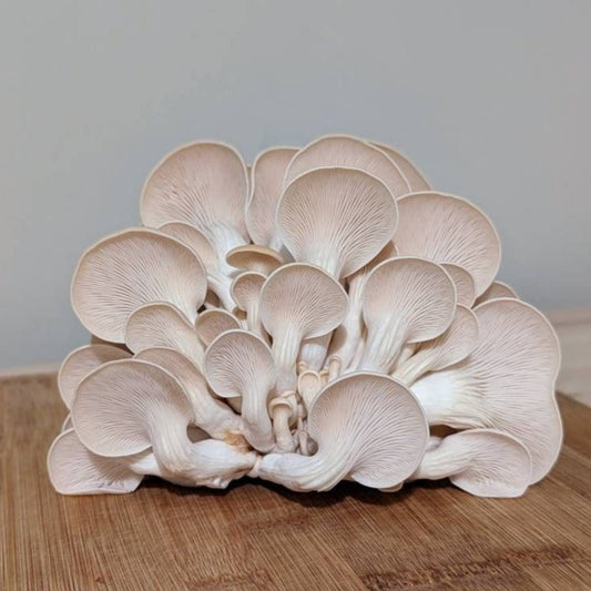 White Oyster Mushroom Pleurotus ostreatus