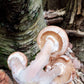 Bulbous Honey Mushroom Armillary gallica Bioluminescent species