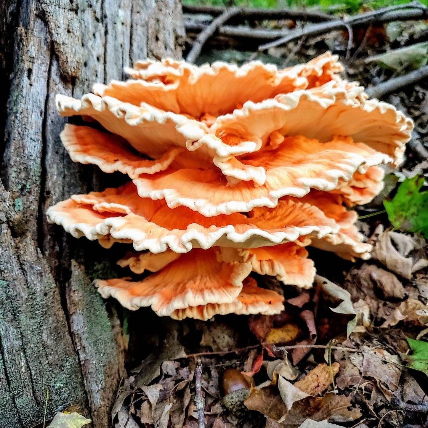 Chicken Of The Woods Mushroom Laetiporus cincinnatus