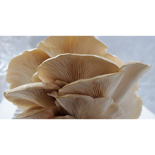 Aspen Oyster Mushroom Pleurotus populinus