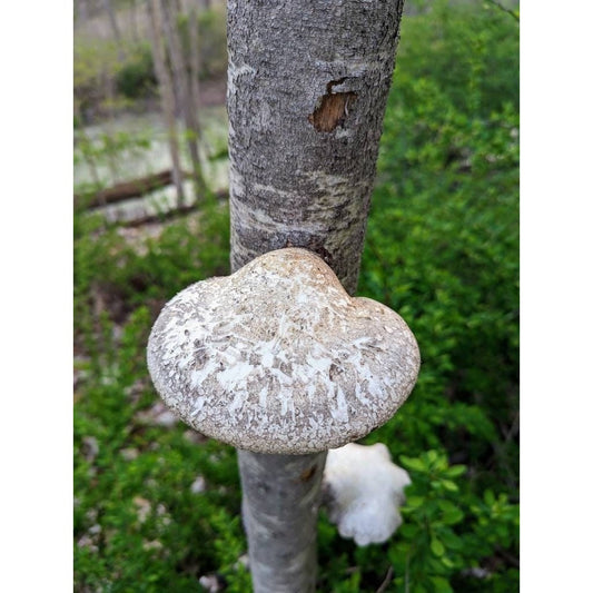 Birch Polypore Mushroom Fomitopsis betulina