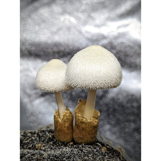 Silky Rosegill Mushroom Volvariella bombycina