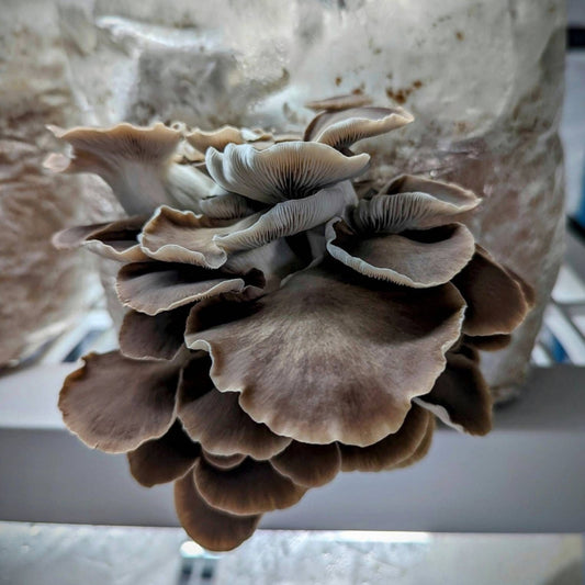 Phoenix Oyster Pleurotus pulmonarius