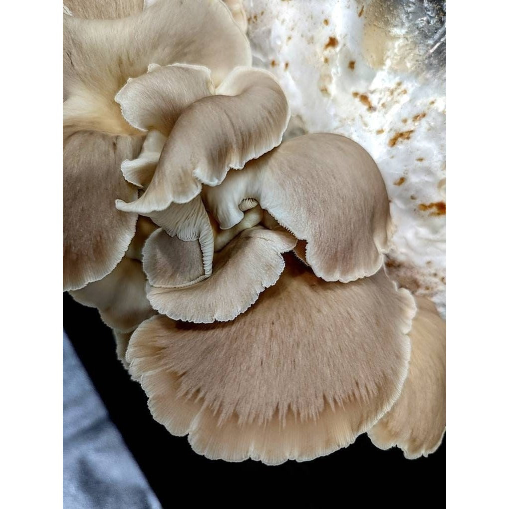 Painted Oyster Pleurotus pulmonarius