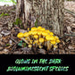 Honey Mushroom Armillaria mellea Bioluminescent species