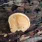 Orange Mock Oyster mushroom Phyllotopsis nidulans