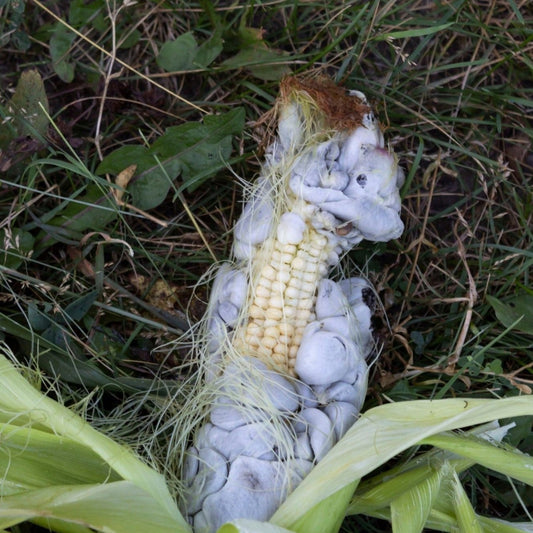 Corn Smut Fungus Ustilago maydis