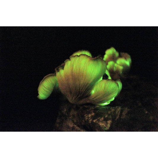 Eastern Jack-o'-lantern Bioluminescent Mushroom Omphalotus illudens