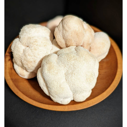 Lions Mane Mushroom (Heat Tolerant Strain) Hericium erinaceus