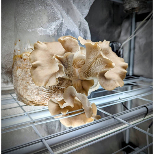 Sporeless Oyster Mushroom Pleurotus ostreatus