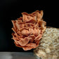 Pink Salmon Oyster Mushroom Pleurotus salmoneostramineus