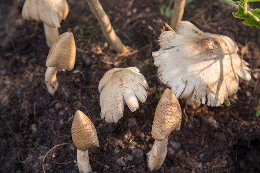 Termite Mushroom Termitomyces albuminosus