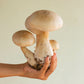 Eastern Giant Mushroom Macrocybe crassa Tricholoma crassum