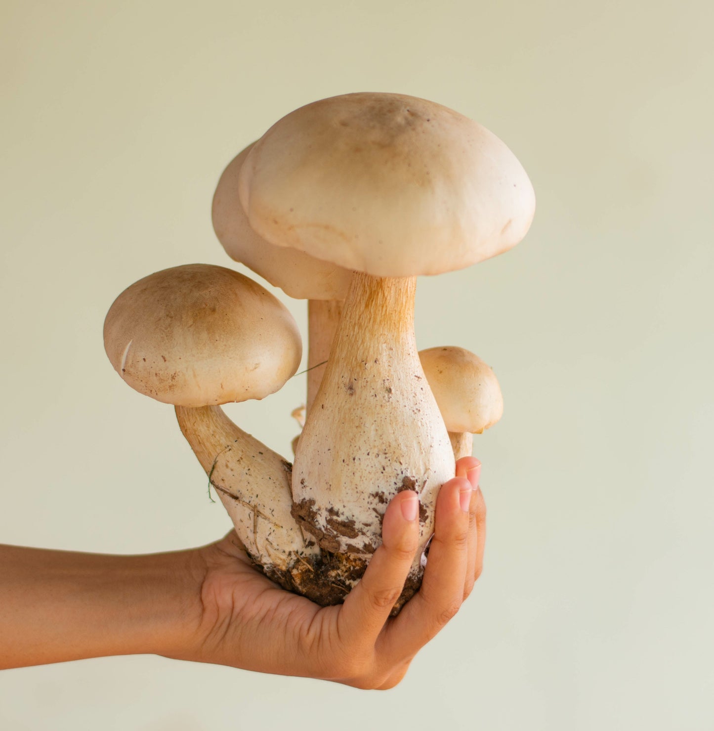 Eastern Giant Mushroom Macrocybe crassa Tricholoma crassum