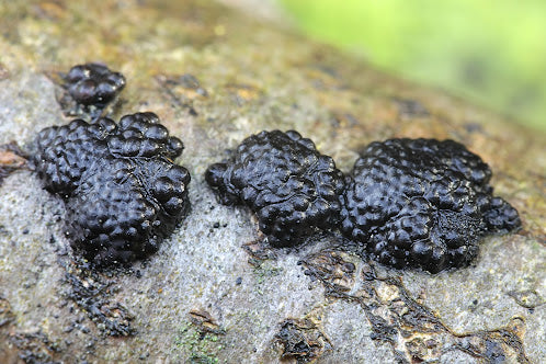 Black Fungus Annulohypoxylon archeri (needed for growing Snow Fungus)